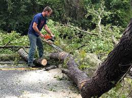 Best Seasonal Cleanup (Spring/Fall)  in Florin, CA